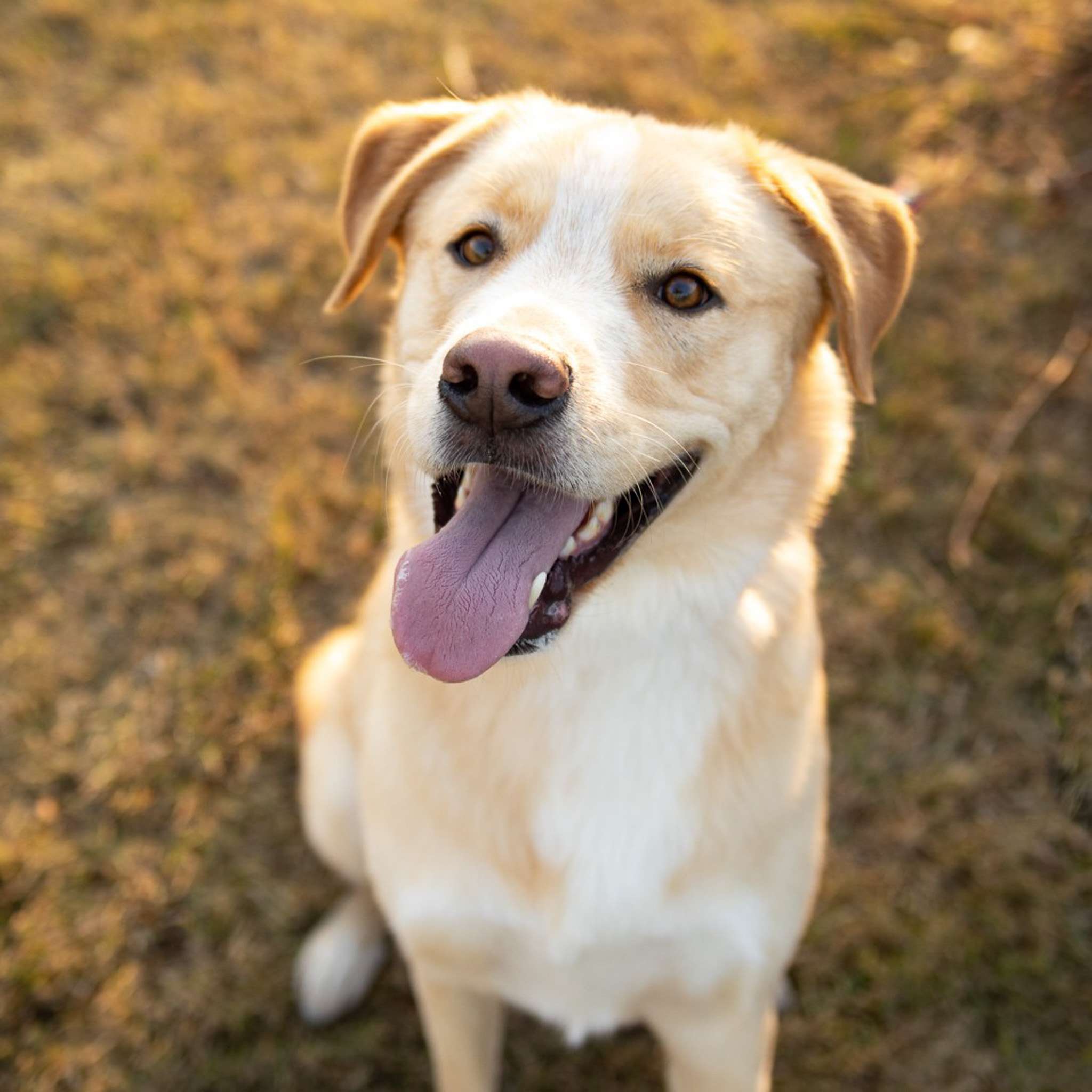 Bow Archer - Mixed Breed available for adoption at Zoe's Animal Rescue in Calgary