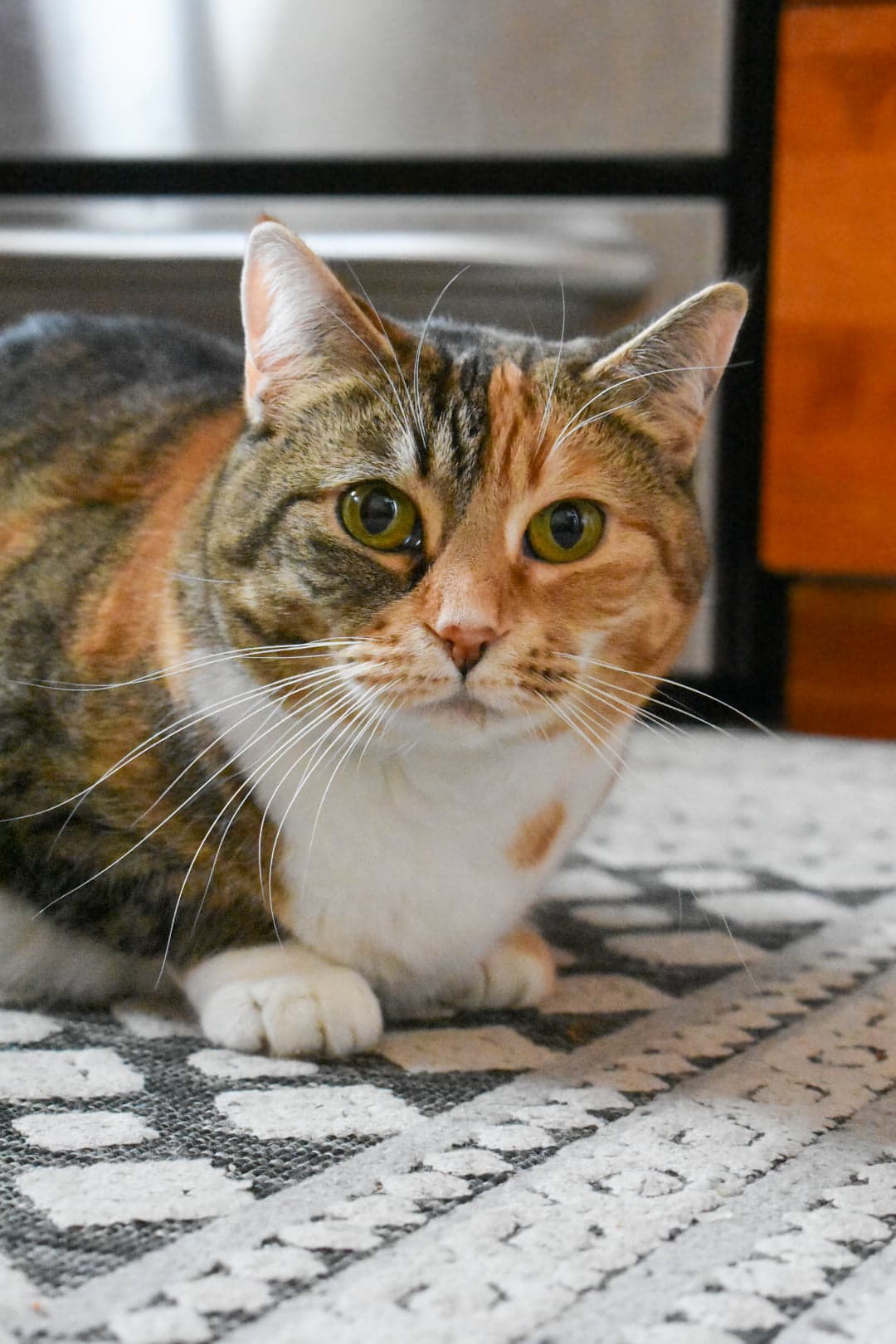 Sommer Lilac (Somkat) - Torbie Bonded Gal (DSH) cat available for adoption at Zoe's Animal Rescue in Calgary