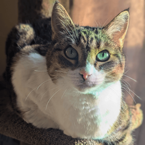 Isabella Ella Ola - Domestic Cutie (DSH) cat available for adoption at Zoe's Animal Rescue in Calgary