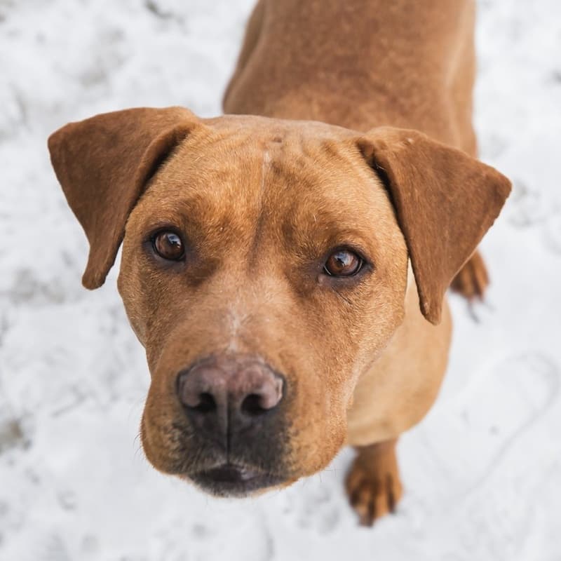 Lemon Loaf - Mixed Breed available for adoption at Zoe's Animal Rescue in Calgary