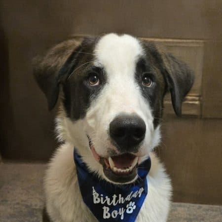 Bamboo Panda - Mixed Breed available for adoption at Zoe's Animal Rescue in Calgary