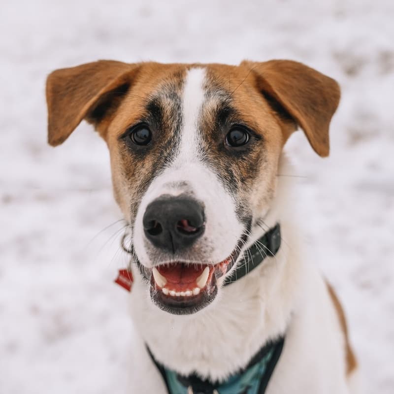Monk Panda - Mixed Breed available for adoption at Zoe's Animal Rescue in Calgary