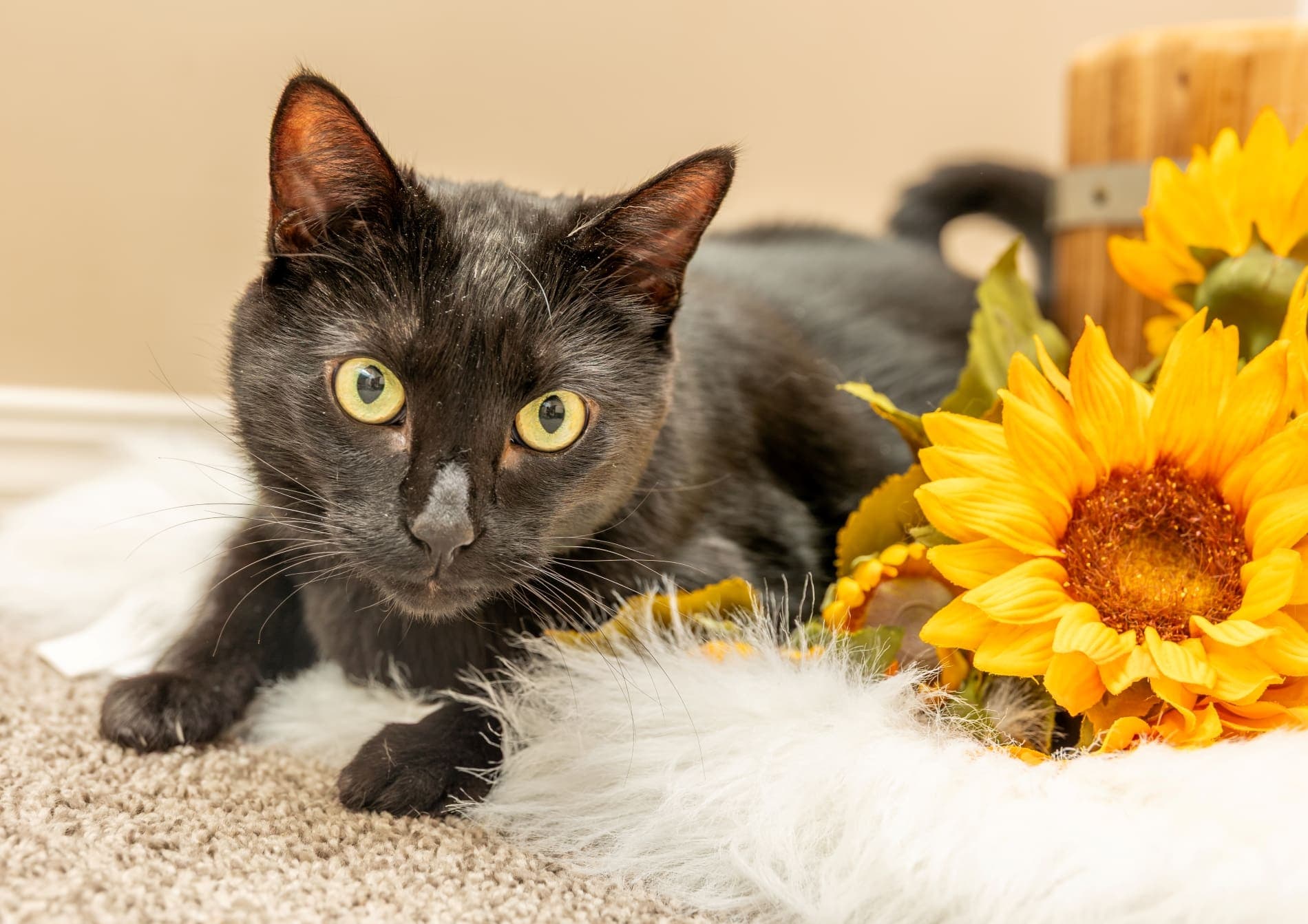 Orion Transalta - Large Halloween Kitty (DSH) cat available for adoption at Zoe's Animal Rescue in Calgary