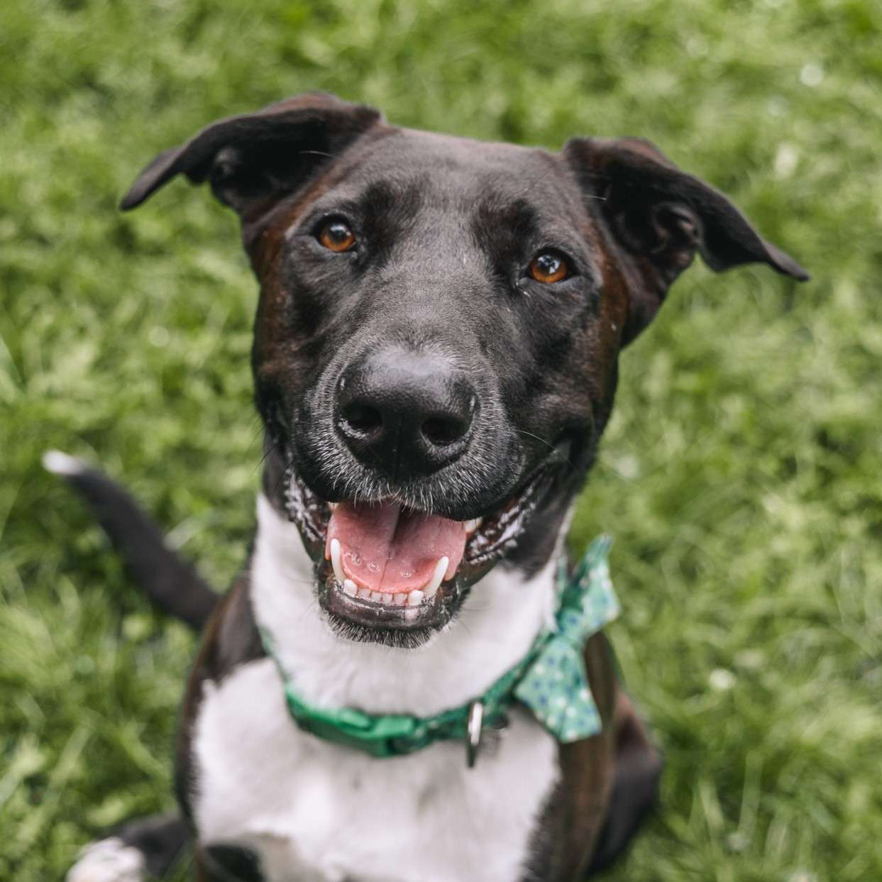 Zippy Zipper - Mixed Breed available for adoption at Zoe's Animal Rescue in Calgary