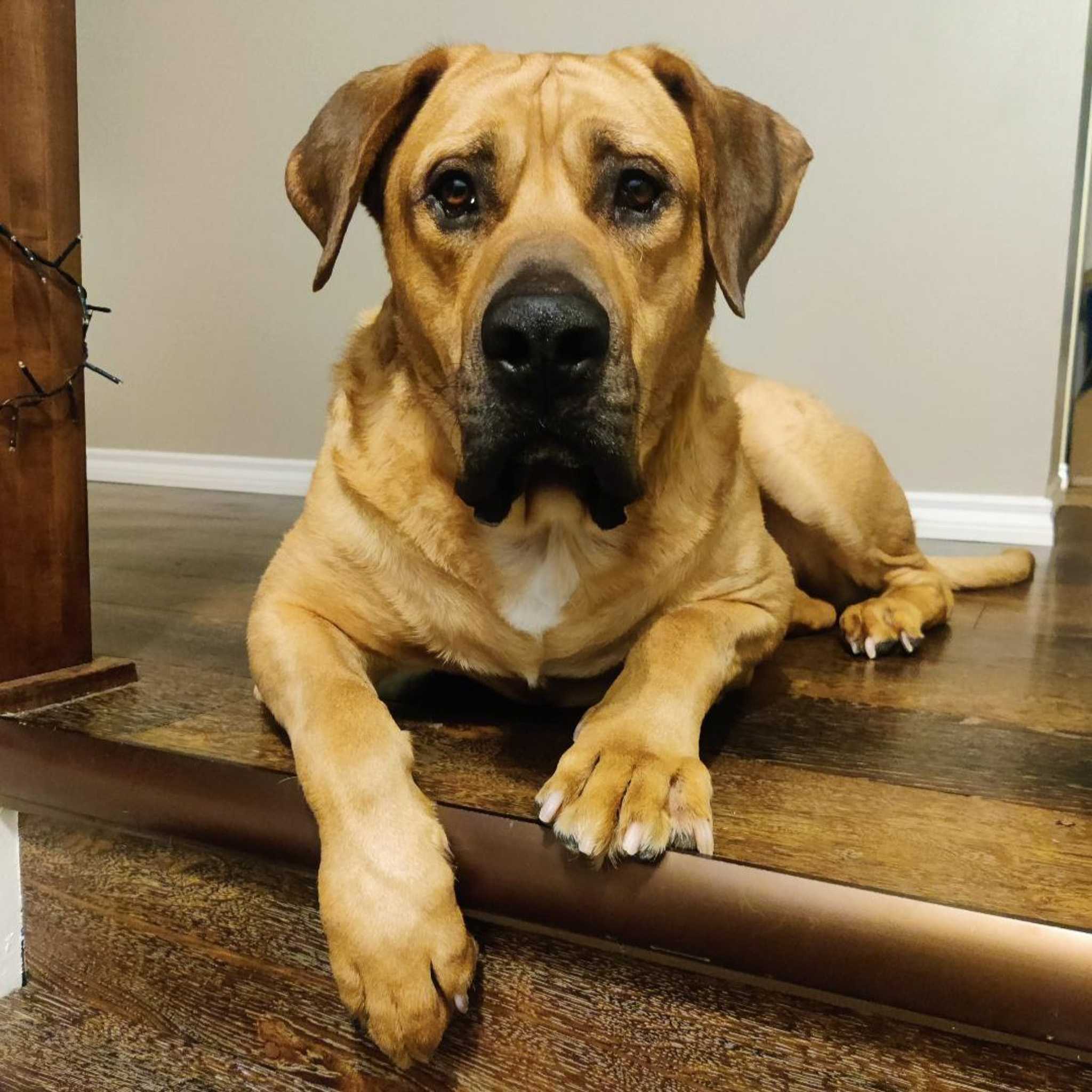 Thatcher Mastiff (Courtesy Post) - Mastiff available for adoption at Zoe's Animal Rescue in Calgary