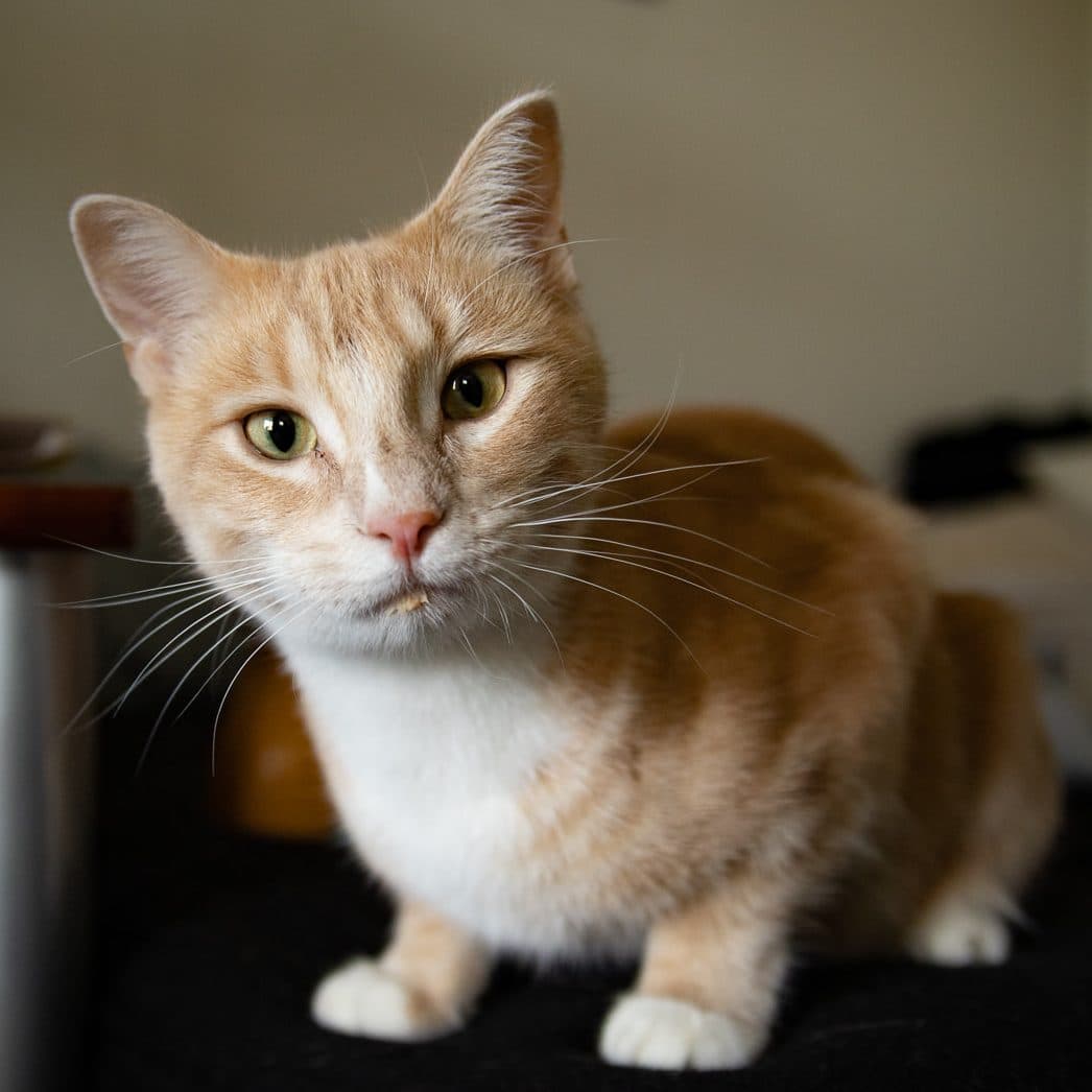 Maeve Mcnessa - Ginger Gal (DSH) cat available for adoption at Zoe's Animal Rescue in Calgary