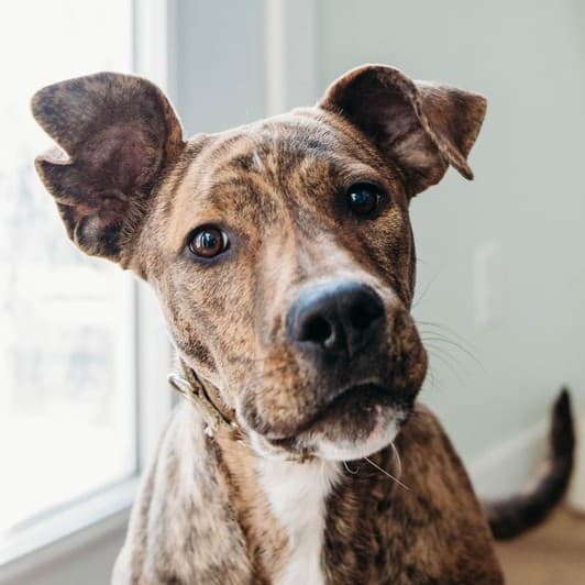 Vitamix “Nova” Appliance - Mixed Breed available for adoption at Zoe's Animal Rescue in Calgary