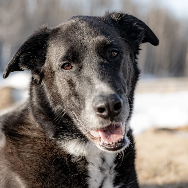 Big Dipper “Seven” Nightsky - Mixed Breed available for adoption at Zoe's Animal Rescue in Calgary