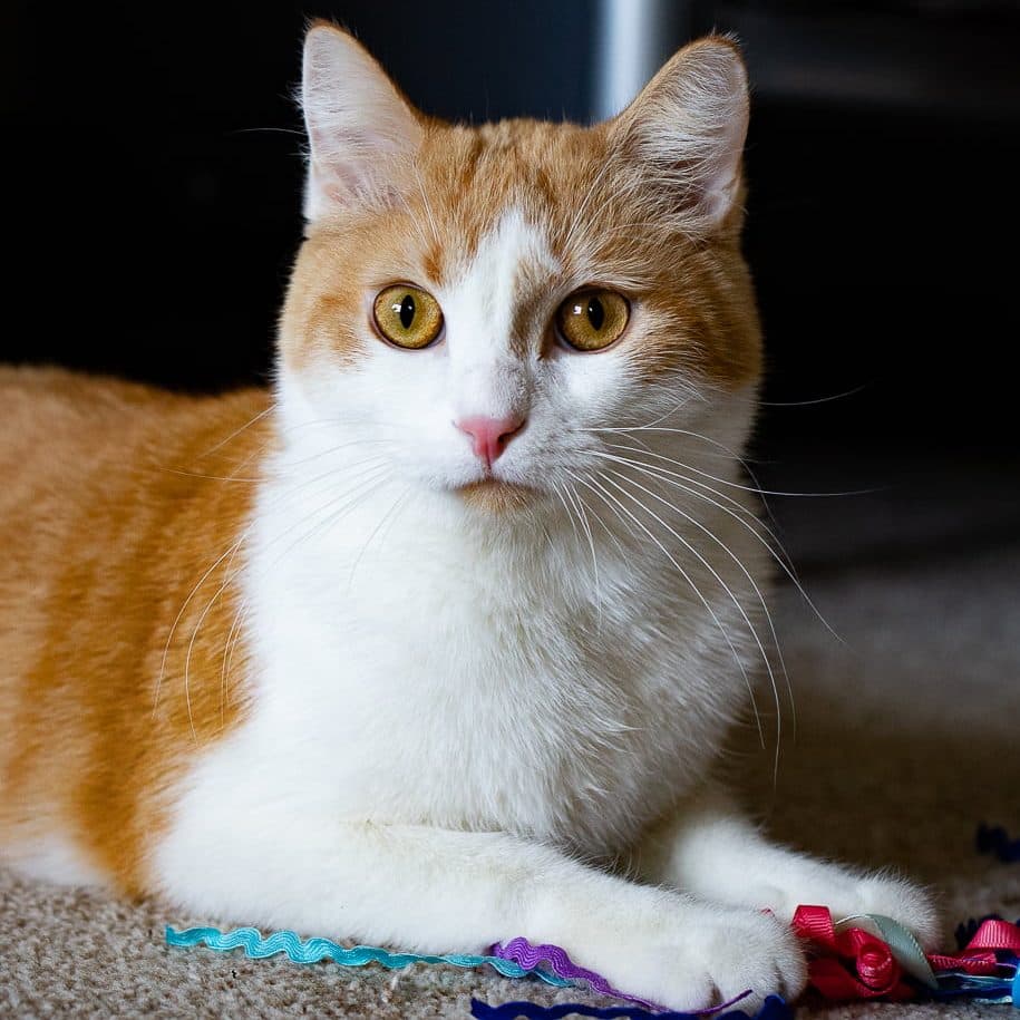 Typhoon Level - Domestic cutie (DSH) cat available for adoption at Zoe's Animal Rescue in Calgary