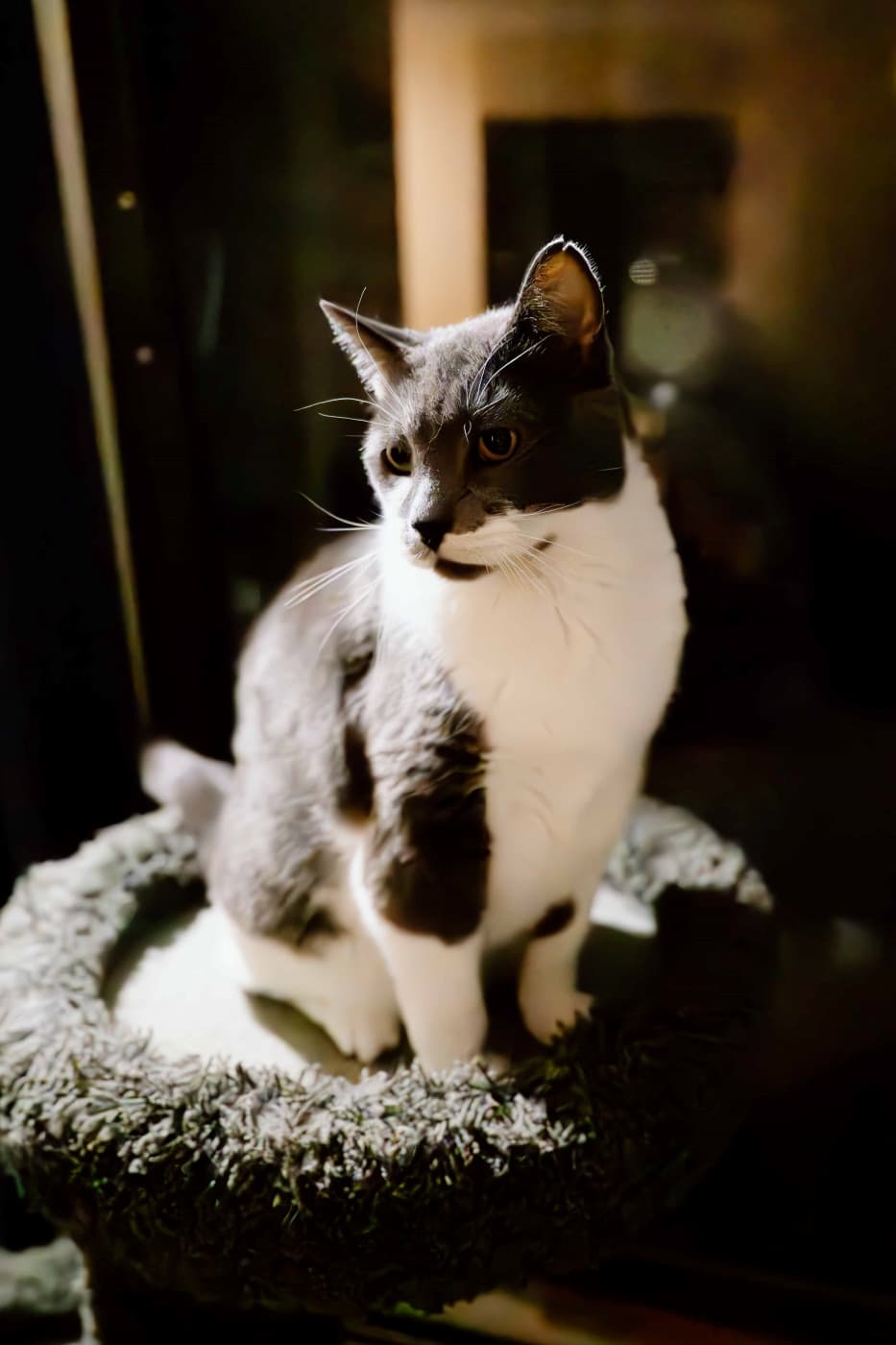 Jazzy Boy - Senior Boy (DSH) cat available for adoption at Zoe's Animal Rescue in Calgary