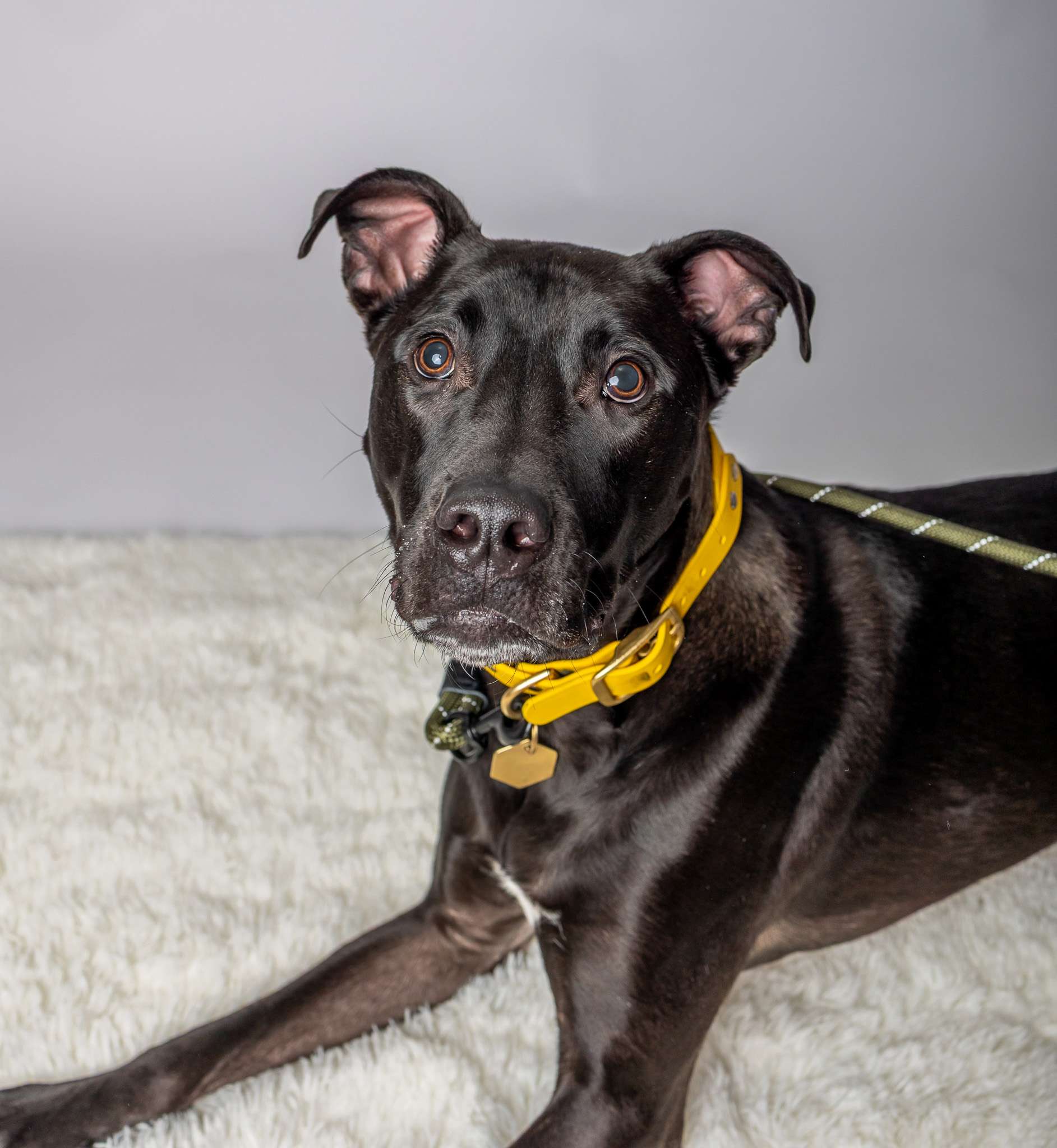 Maverick Maxwell - Mixed Breed available for adoption at Zoe's Animal Rescue in Calgary