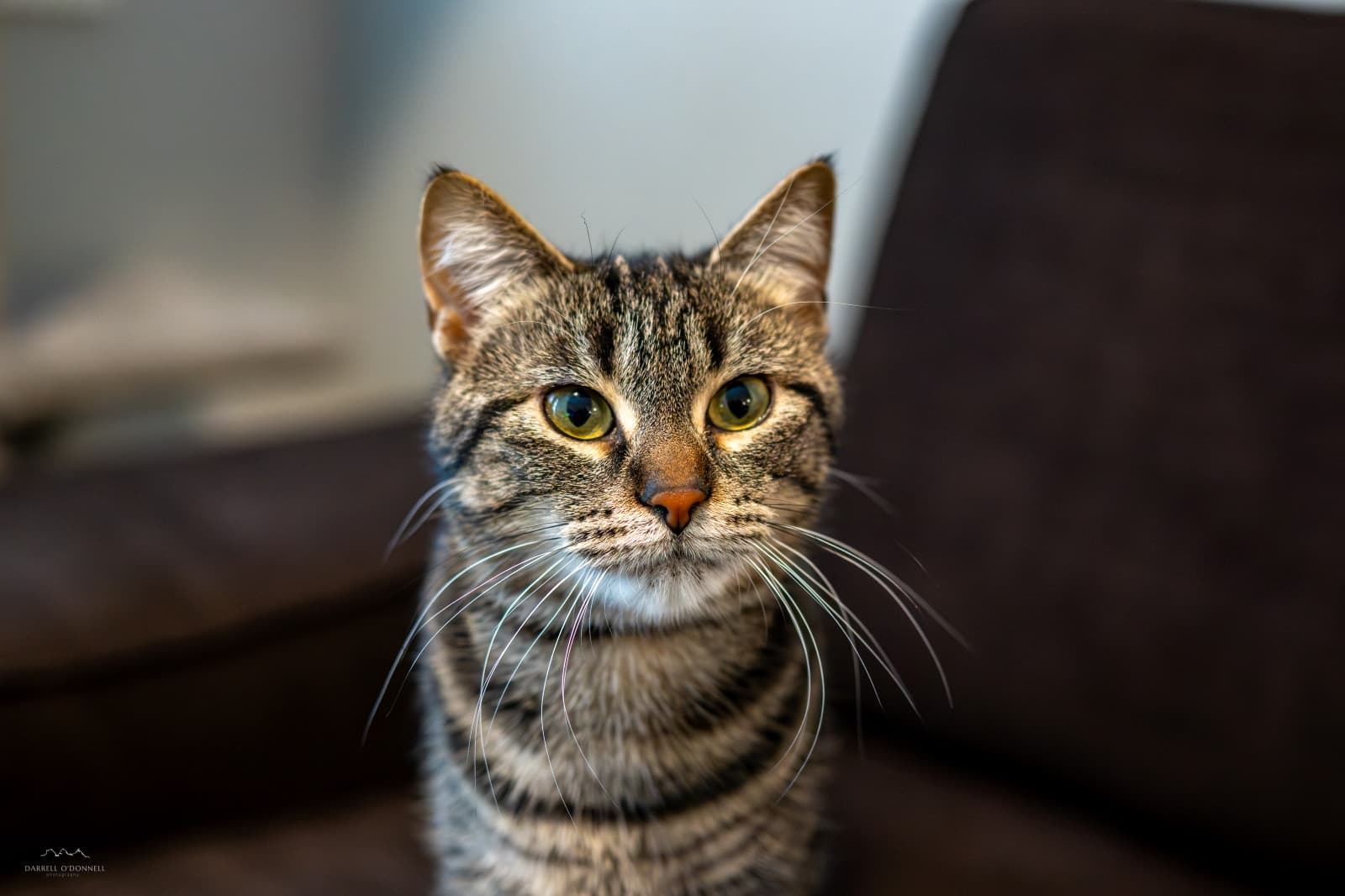 Tootsie Roll - Garage Find (DSH) cat available for adoption at Zoe's Animal Rescue in Calgary