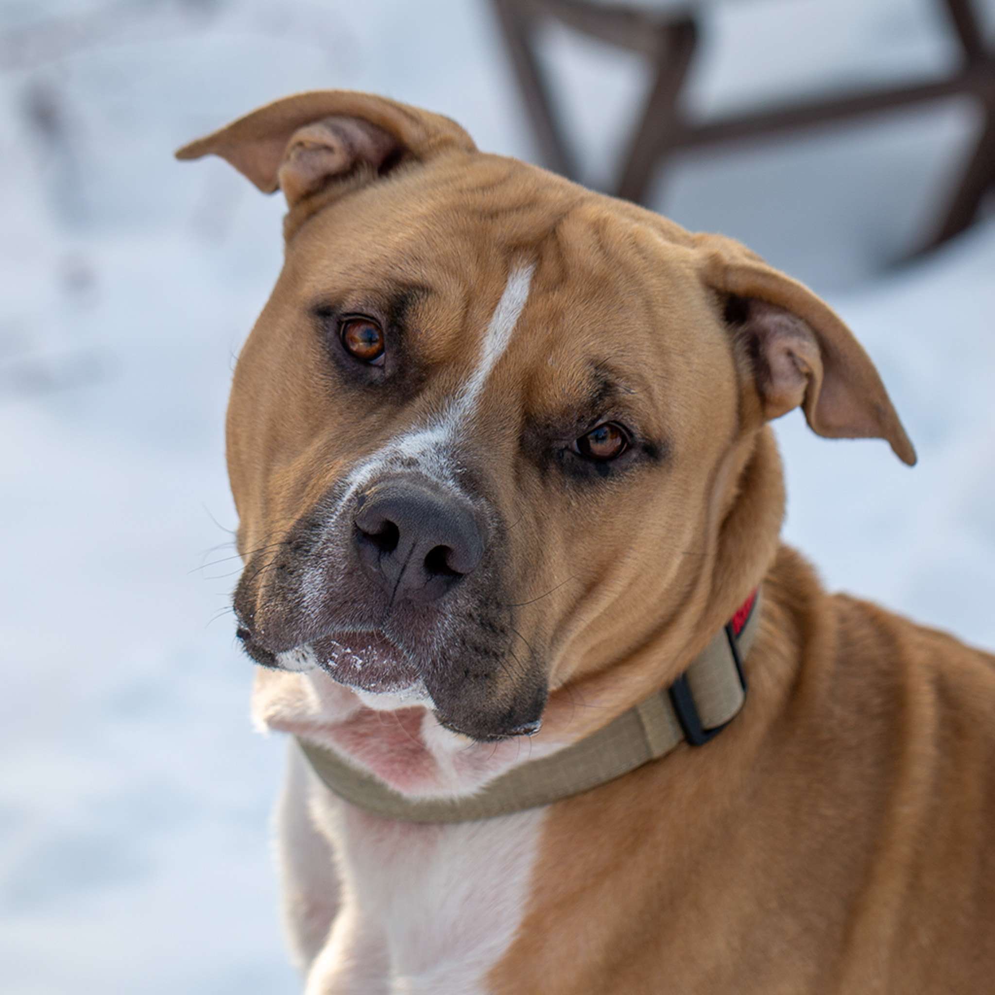 Boom Chacalaka - American Pitbull Terrier available for adoption at Zoe's Animal Rescue in Calgary
