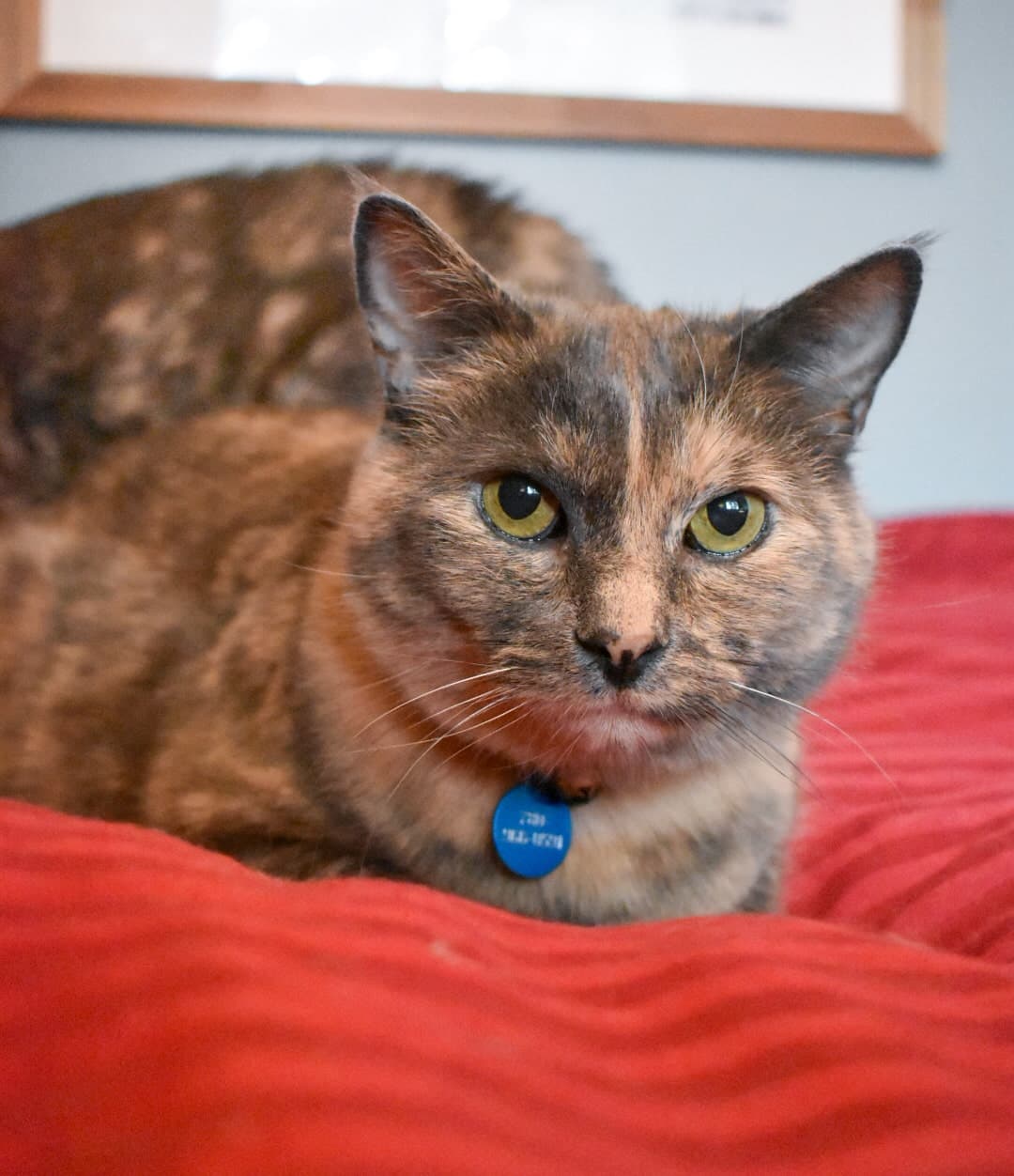 Chrysanthemum Barnwood - Cat of Many Toes (DSH) cat available for adoption at Zoe's Animal Rescue in Calgary