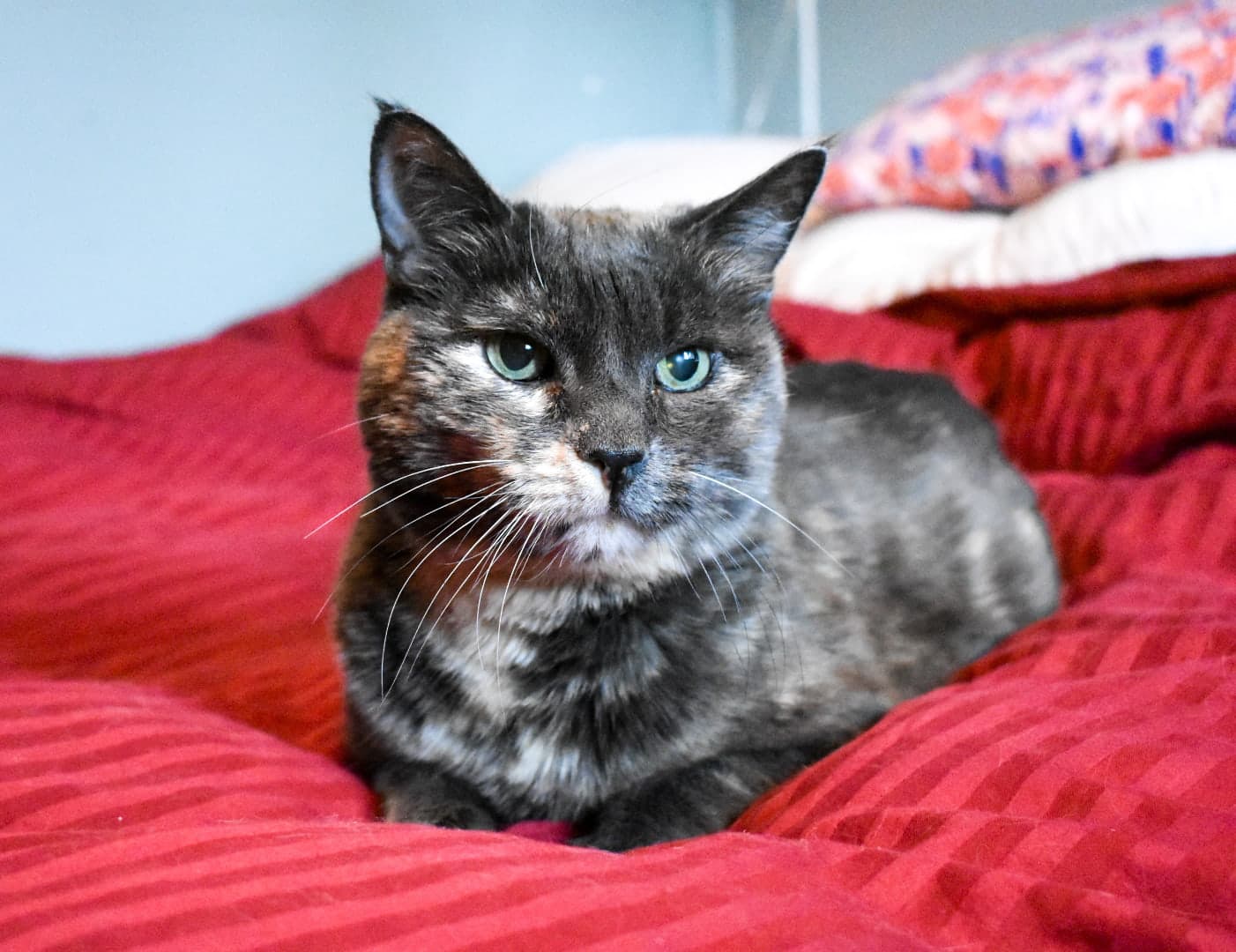 Hydrangea Barnwood - Tortie Beauty (DSH) cat available for adoption at Zoe's Animal Rescue in Calgary