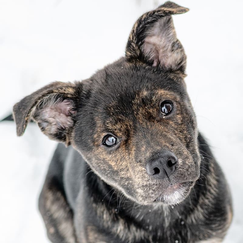 Lou Lou Who - Mixed Breed available for adoption at Zoe's Animal Rescue in Calgary