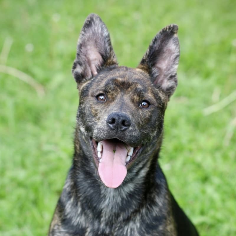 Lou Lou Who - Mixed Breed available for adoption at Zoe's Animal Rescue in Calgary