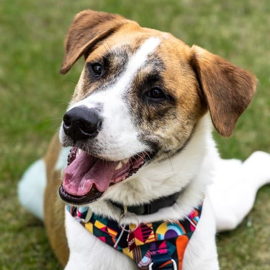 Monk Panda - Mixed Breed available for adoption at Zoe's Animal Rescue in Calgary