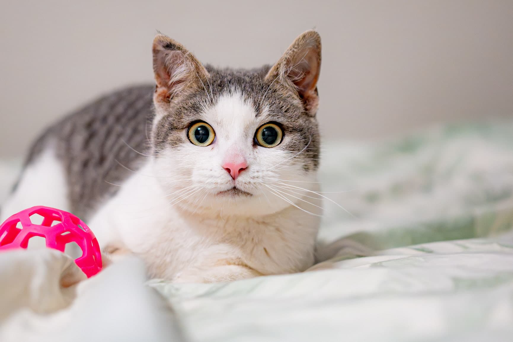 Rubie Swiftie - Frostbite Cat (DSH) cat available for adoption at Zoe's Animal Rescue in Calgary
