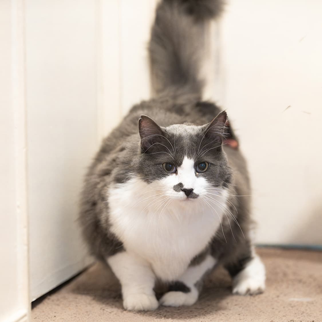 Sweetie Pye - Floof Boss (DLH) cat available for adoption at Zoe's Animal Rescue in Calgary