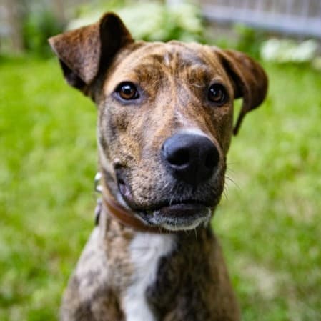 Vitamix “Nova” Appliance - Mixed Breed available for adoption