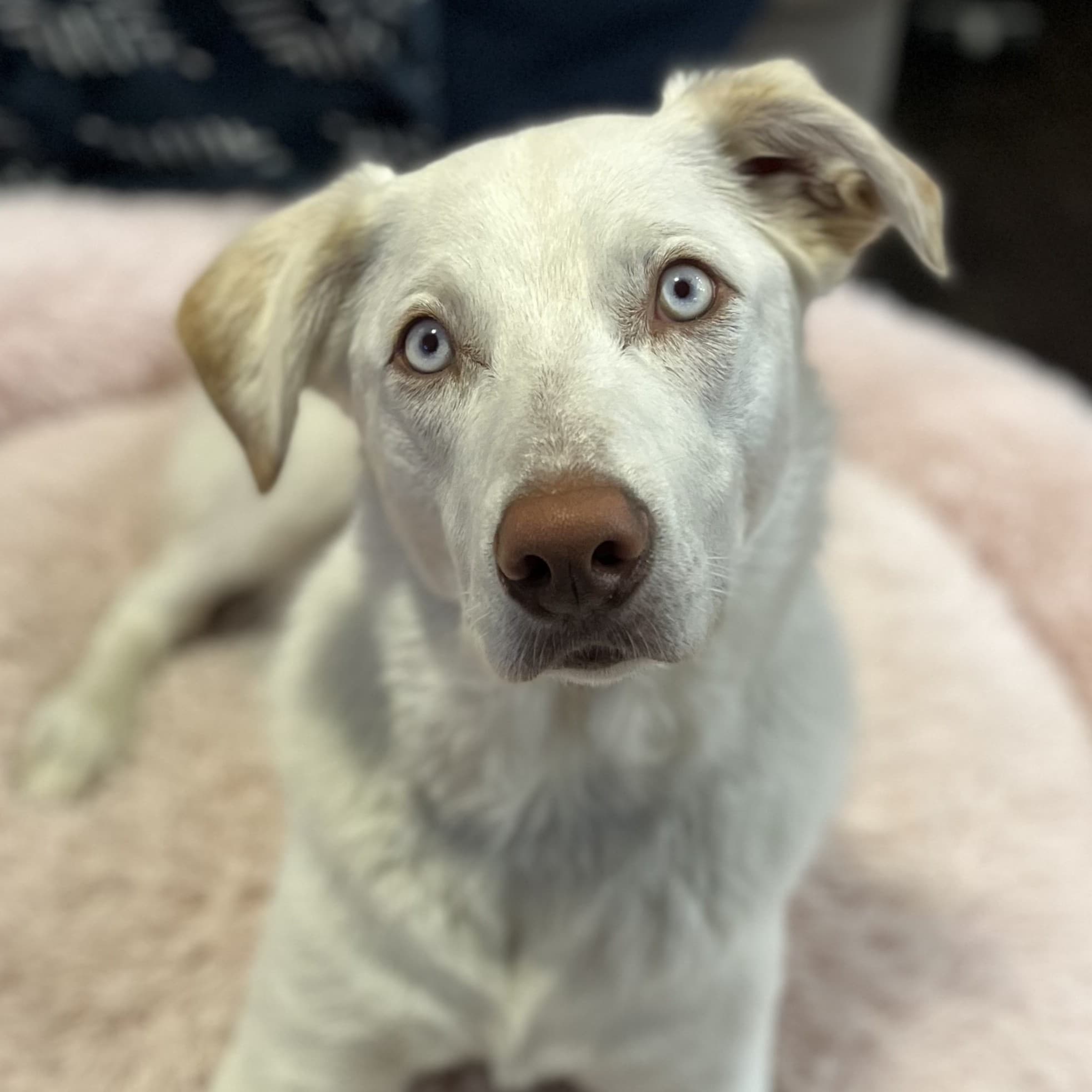 Freddy Adventure (Courtesy Post) - Husky Shep mixed breeds available for adoption in Calgary