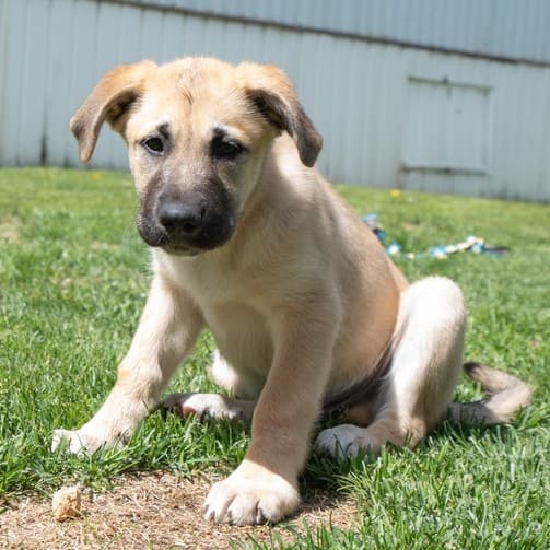 Forgetmenot Bonnet - Mixed Breed available for adoption at Zoe's Animal Rescue in Calgary