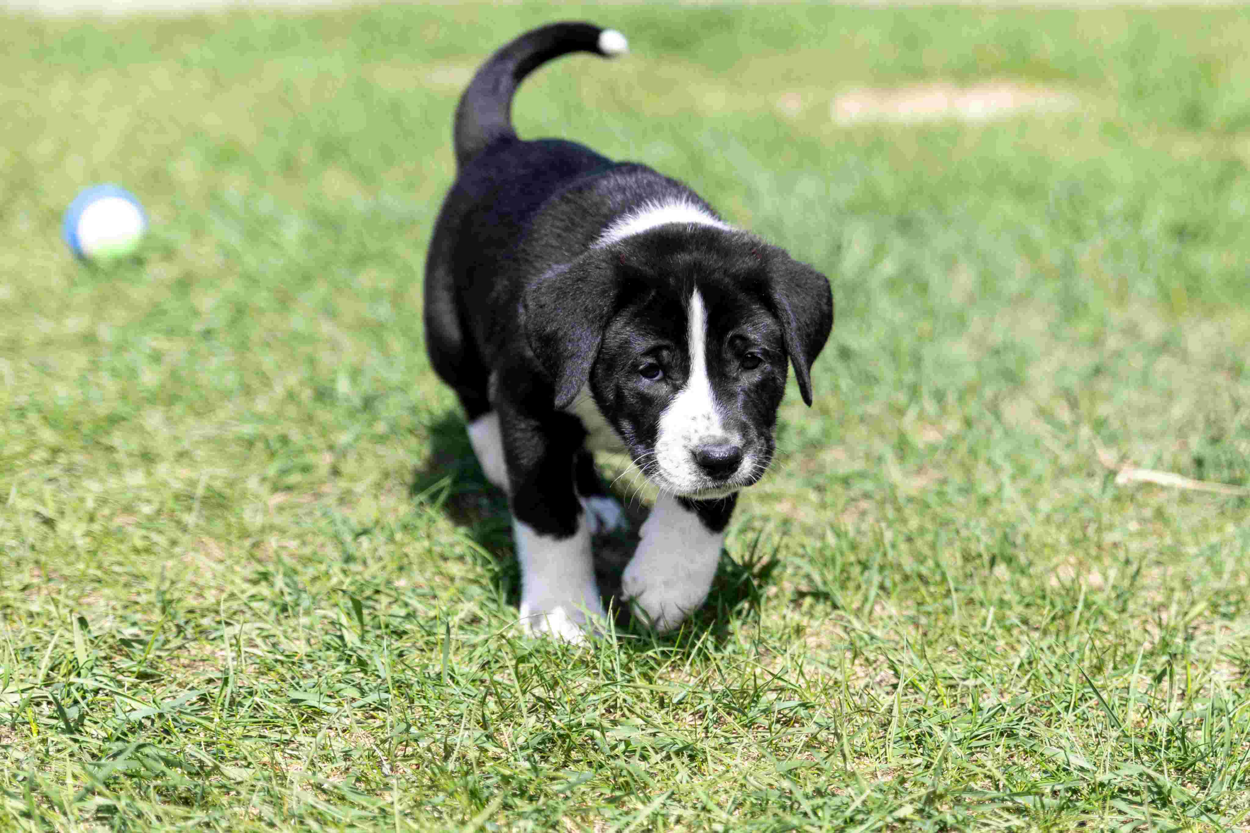 Altair Guiding Stars - Mixed Breed available for adoption at Zoe's Animal Rescue in Calgary