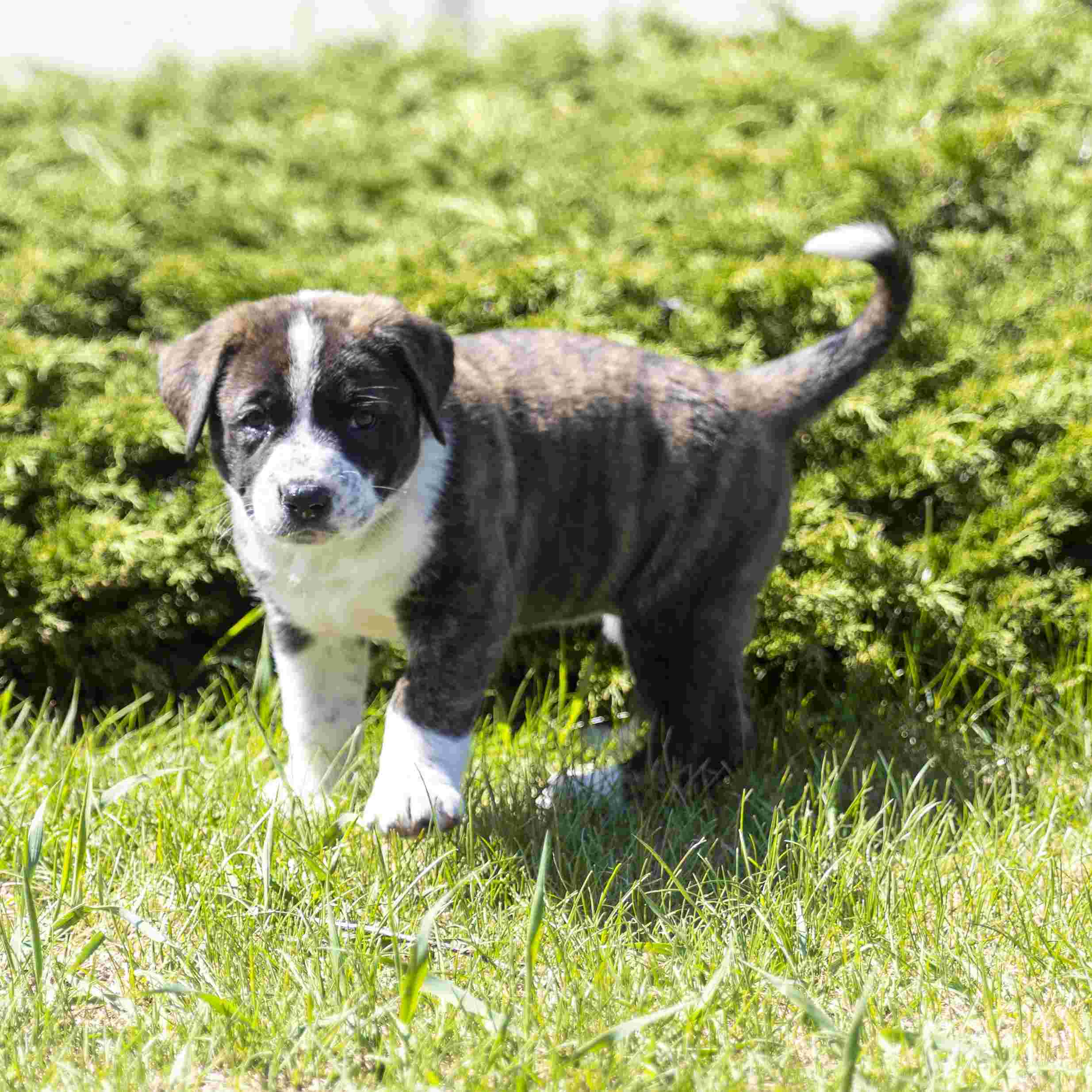 Astra Guiding Stars - Mixed Breed available for adoption at Zoe's Animal Rescue in Calgary