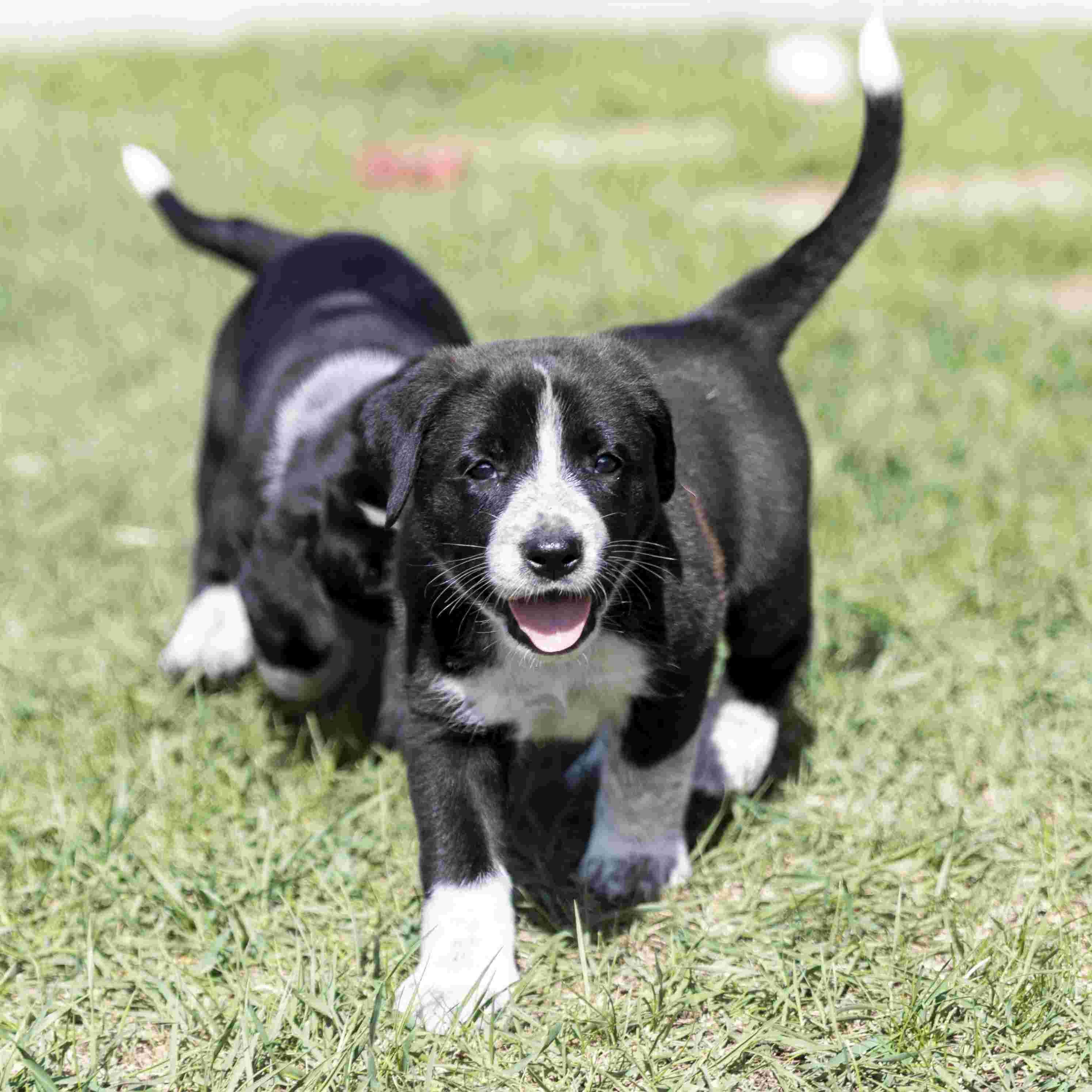 Elara Guiding Stars - Mixed Breed available for adoption at Zoe's Animal Rescue in Calgary