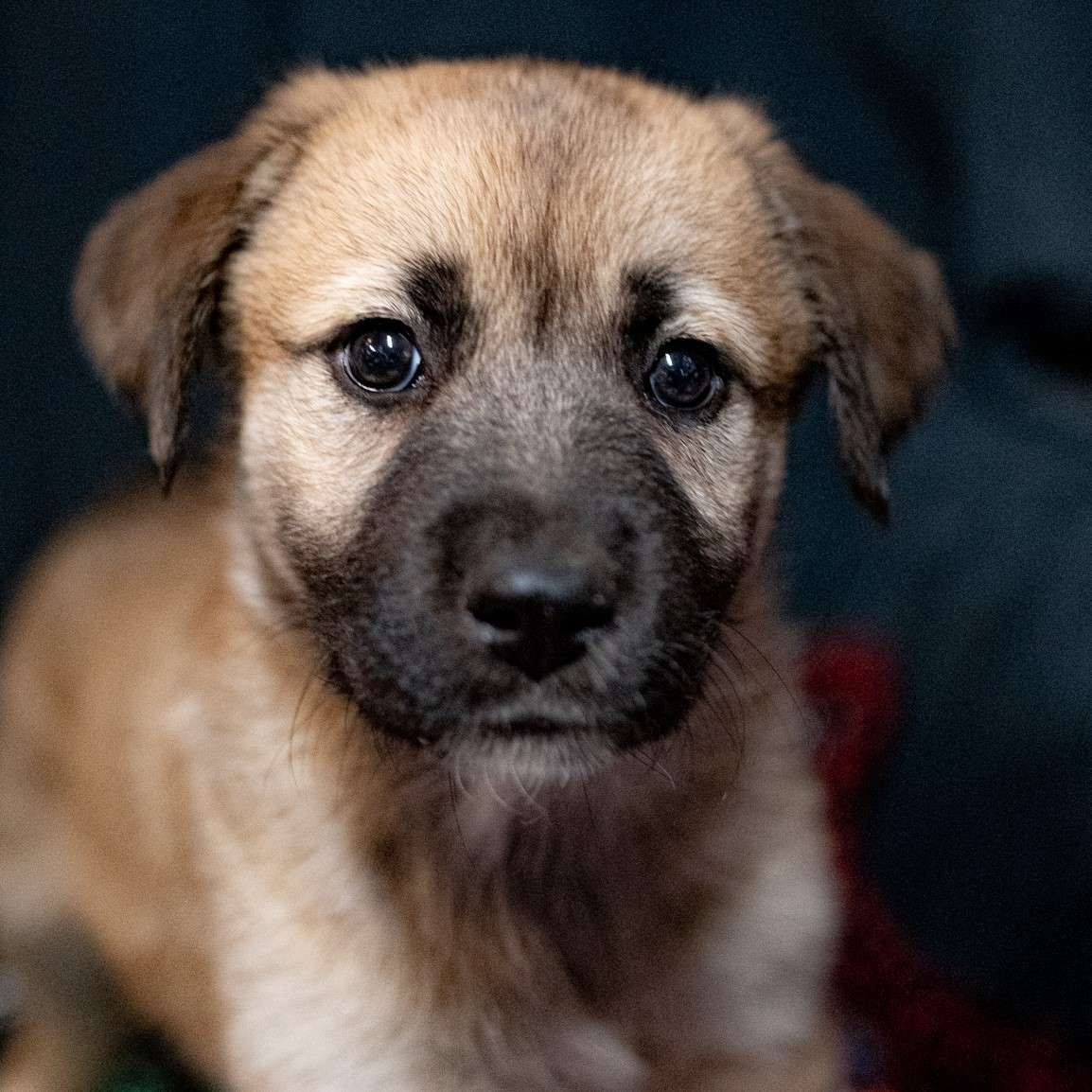 Forgetmenot Bonnet - Mixed Breed available for adoption at Zoe's Animal Rescue in Calgary