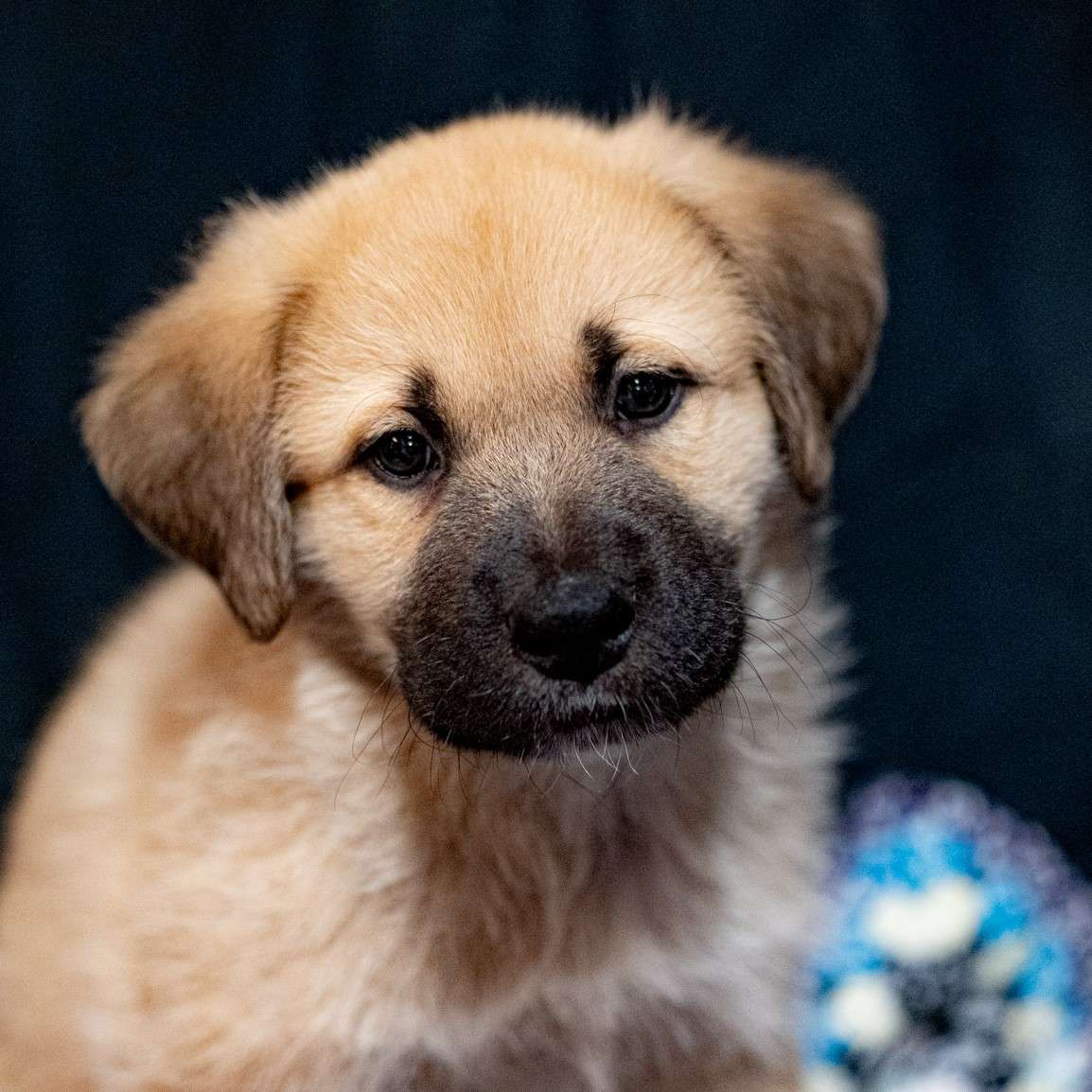 Genetian Bonnet - Mixed Breed available for adoption at Zoe's Animal Rescue in Calgary