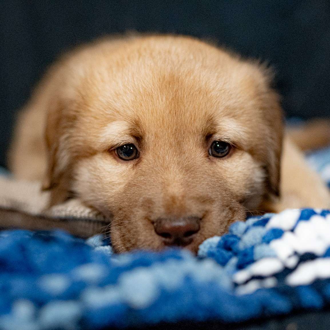 Goldenrod Bonnet - Mixed Breed available for adoption at Zoe's Animal Rescue in Calgary