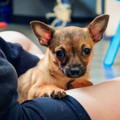 Haylie Comet - Chihuahua X available for adoption at Zoe's Animal Rescue in Calgary