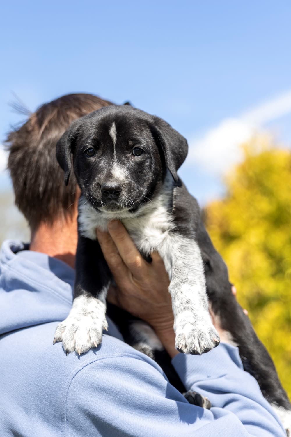 Lyra Guiding Stars - Mixed Breed available for adoption at Zoe's Animal Rescue in Calgary