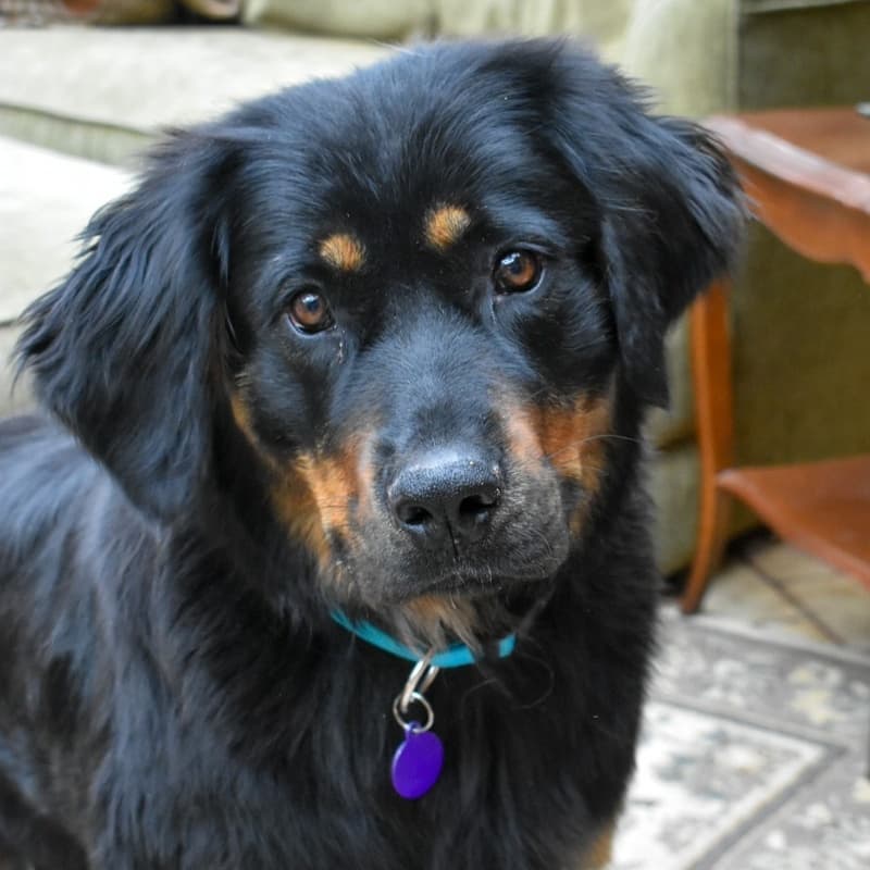 Lucy British Invasion - Mixed Breed available for adoption at Zoe's Animal Rescue in Calgary