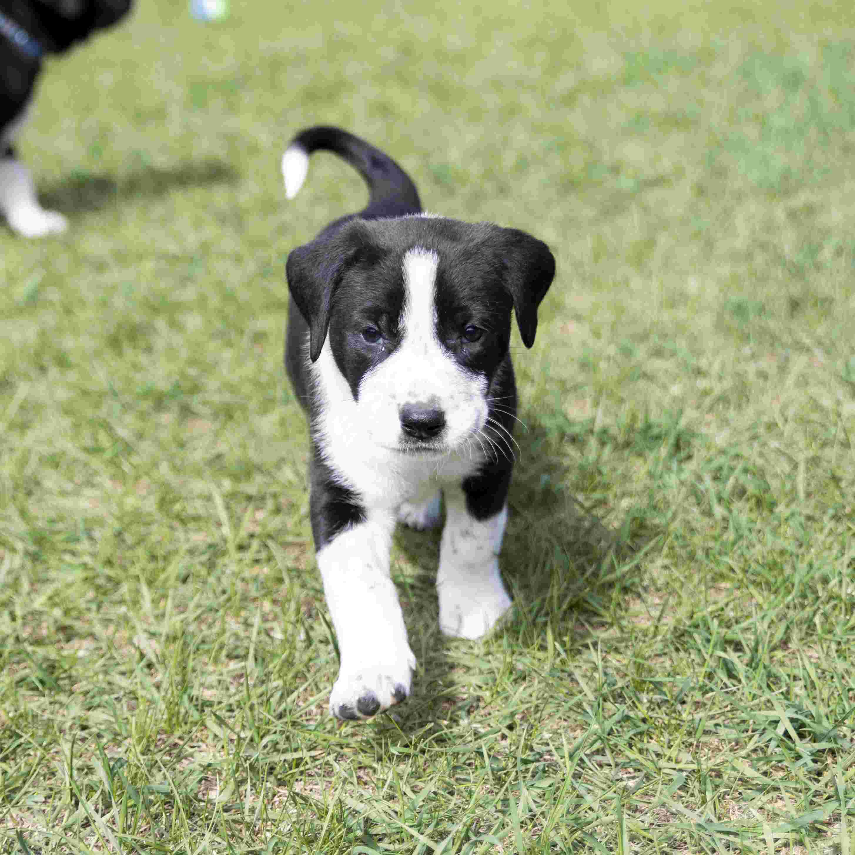 Orion Guiding Stars - Mixed Breed available for adoption at Zoe's Animal Rescue in Calgary