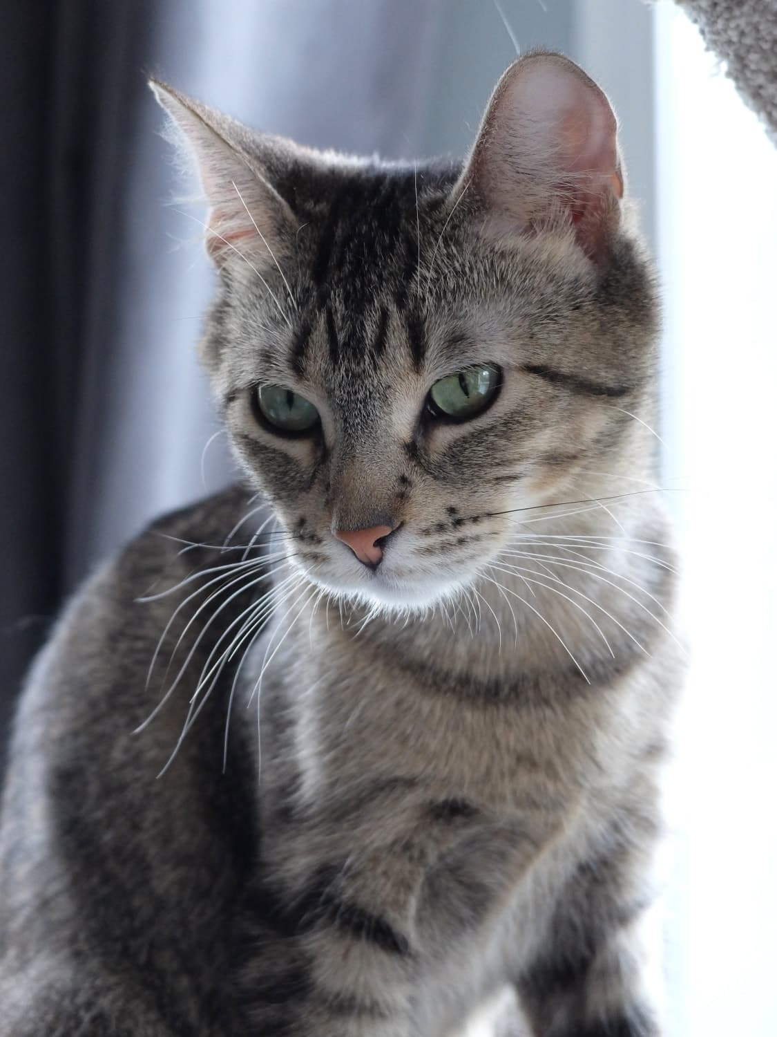 Penelope Pitstop - Momma tabby (DSH) cat available for adoption at Zoe's Animal Rescue in Calgary