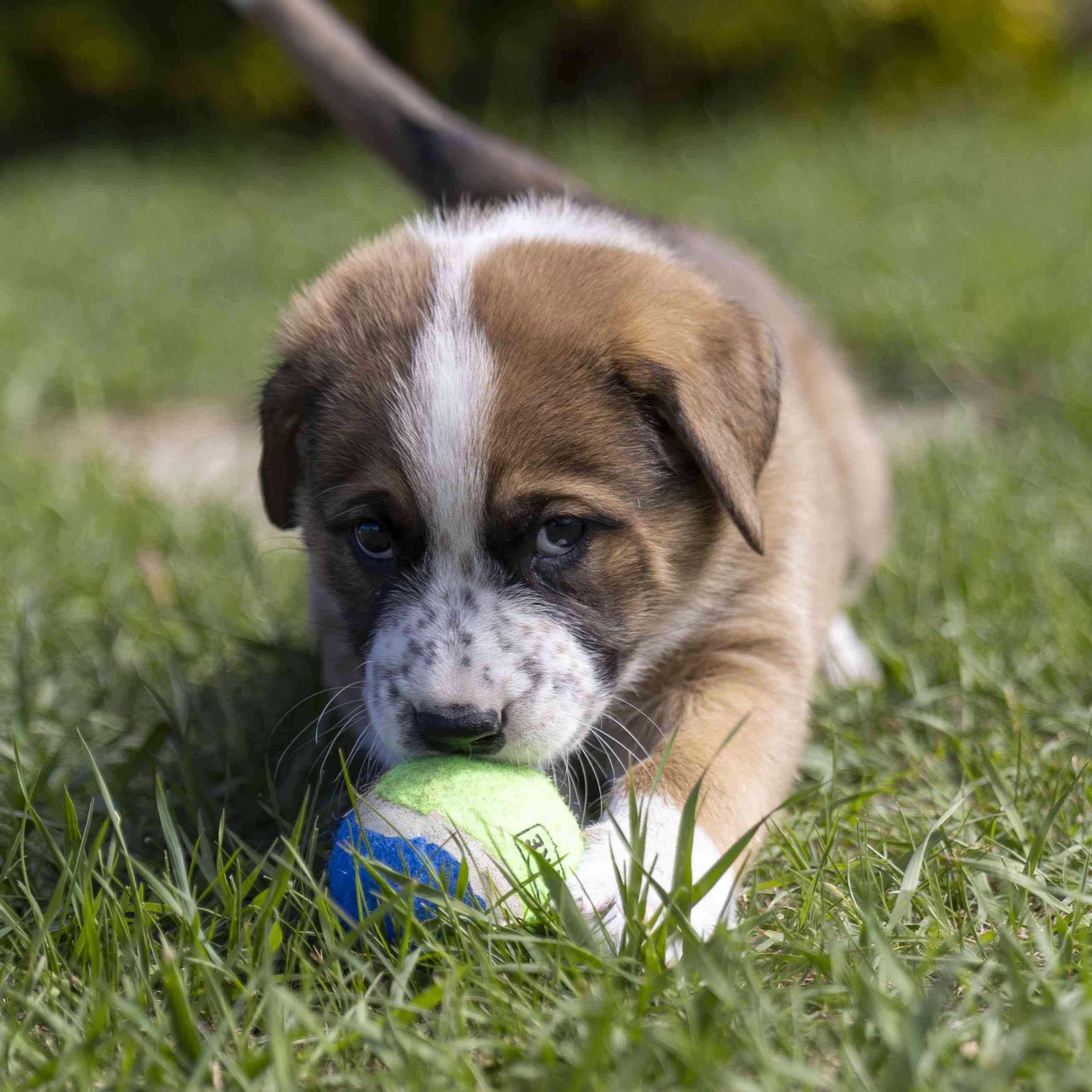Rigel Guiding Stars - Mixed Breed available for adoption at Zoe's Animal Rescue in Calgary