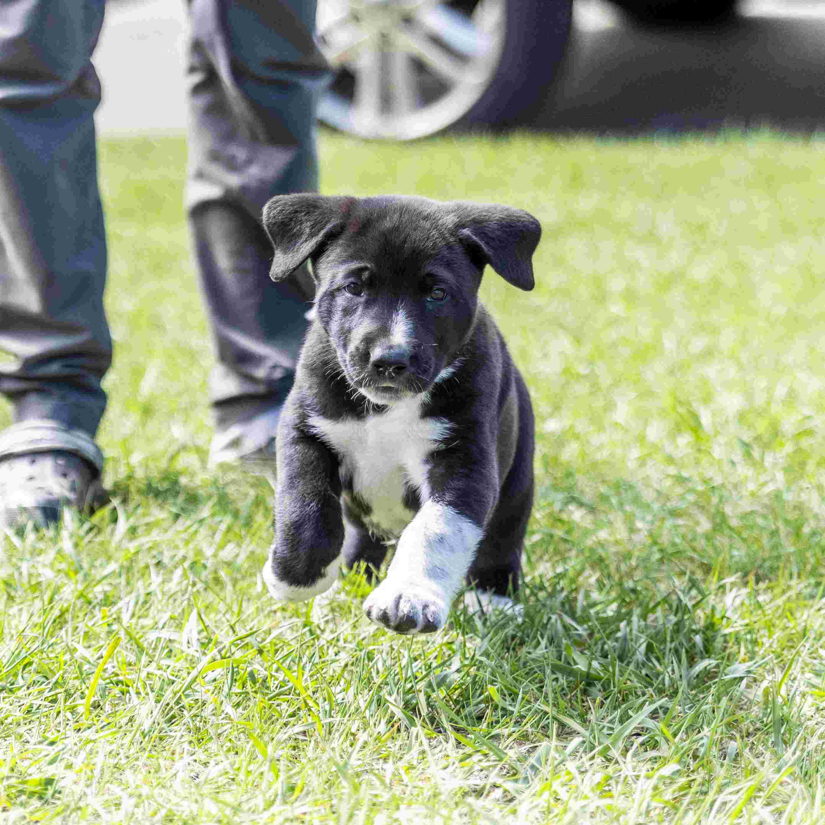 Sirius Guiding Stars - Mixed Breed available for adoption at Zoe's Animal Rescue in Calgary