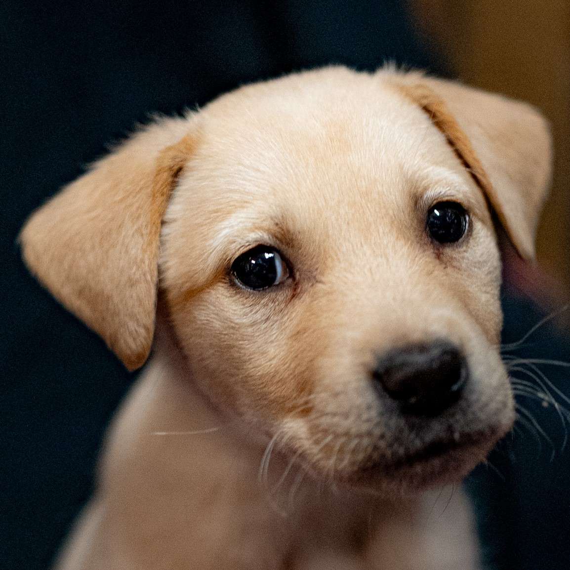 Snowdrop Bonnet - Mixed Breed available for adoption at Zoe's Animal Rescue in Calgary