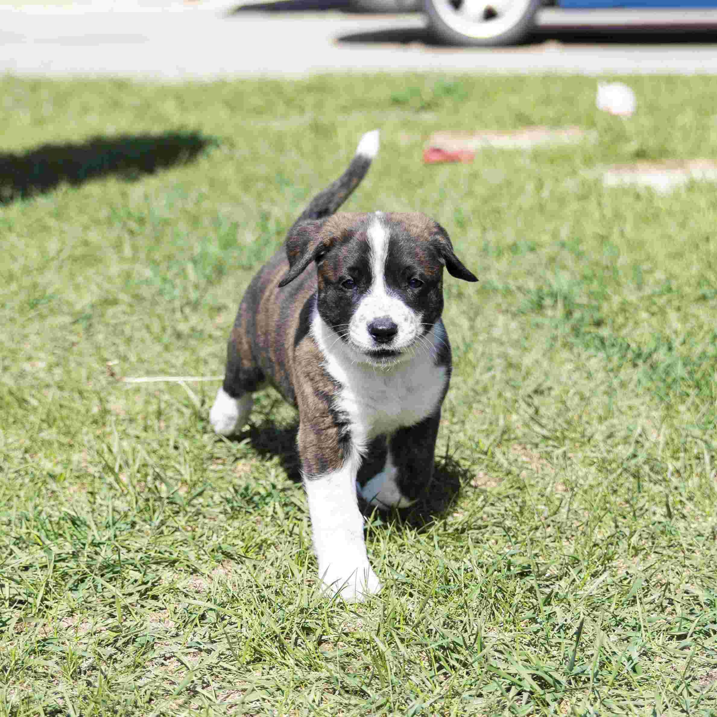 Vega Guiding Stars - Mixed Breed available for adoption at Zoe's Animal Rescue in Calgary