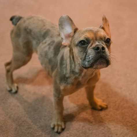 Belly Babe - French Bulldog X available for adoption at Zoe's Animal Rescue in Calgary