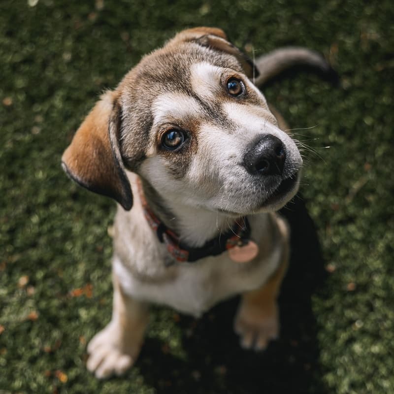 Paintbrush Bonnet - Mixed Breed available for adoption at Zoe's Animal Rescue in Calgary