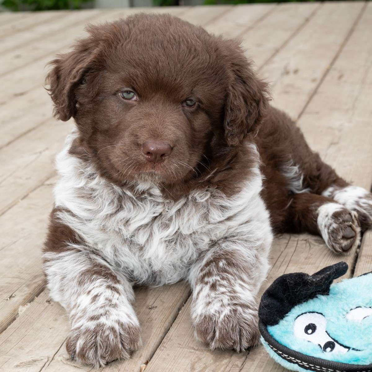 Bram Skinnamarink - Mixed Breed available for adoption at Zoe's Animal Rescue in Calgary