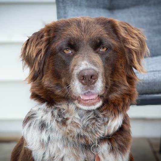 Ellie Skinnamarink - Mixed Breed available for adoption at Zoe's Animal Rescue in Calgary