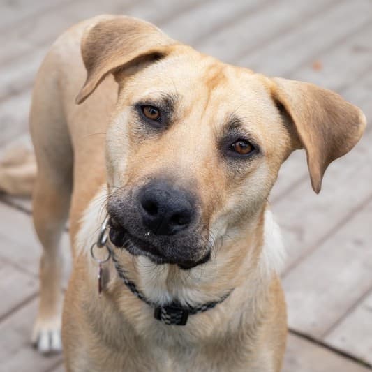 Esther Bonnet - Mixed Breed available for adoption at Zoe's Animal Rescue in Calgary