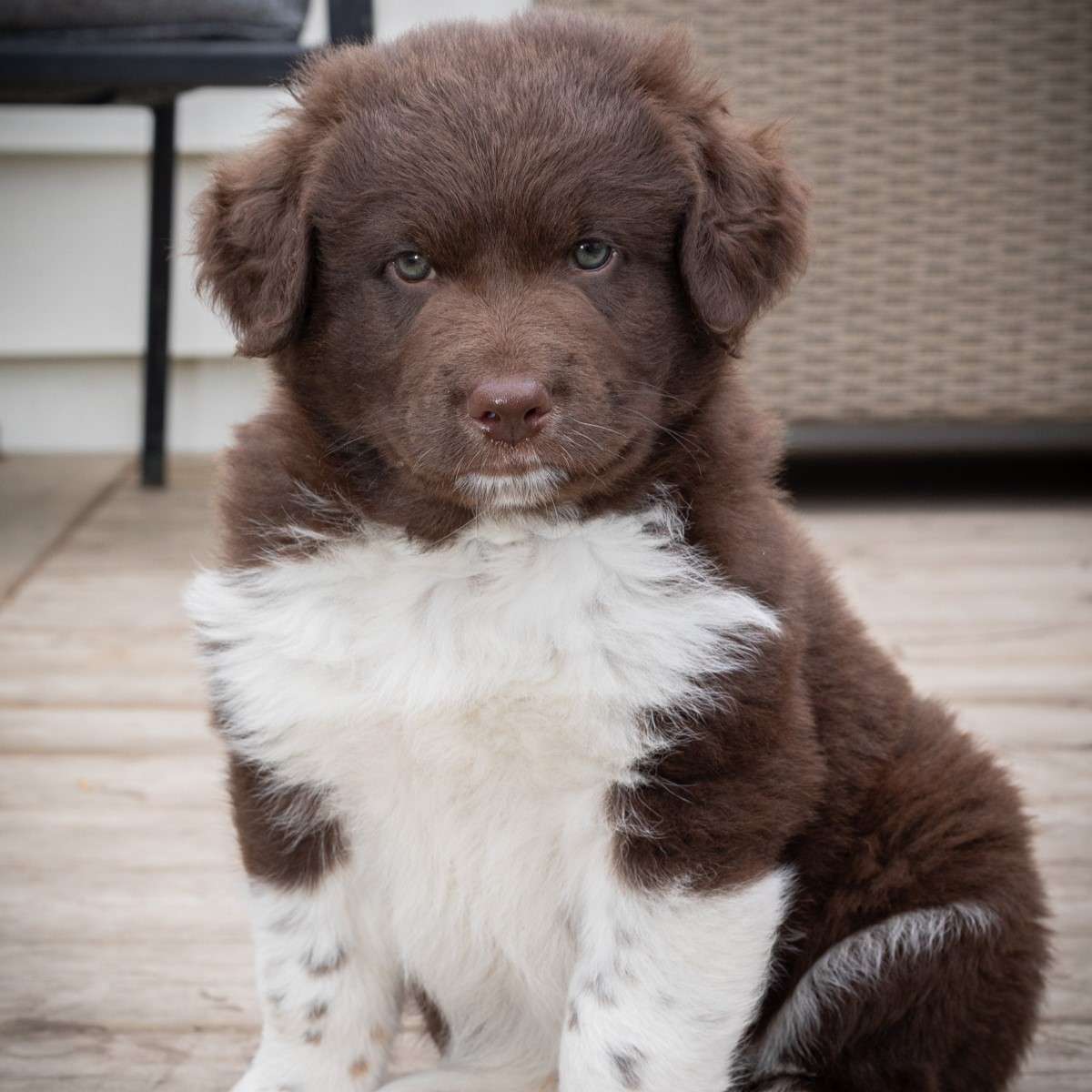 Louis Skinnamarink - Mixed Breed available for adoption at Zoe's Animal Rescue in Calgary