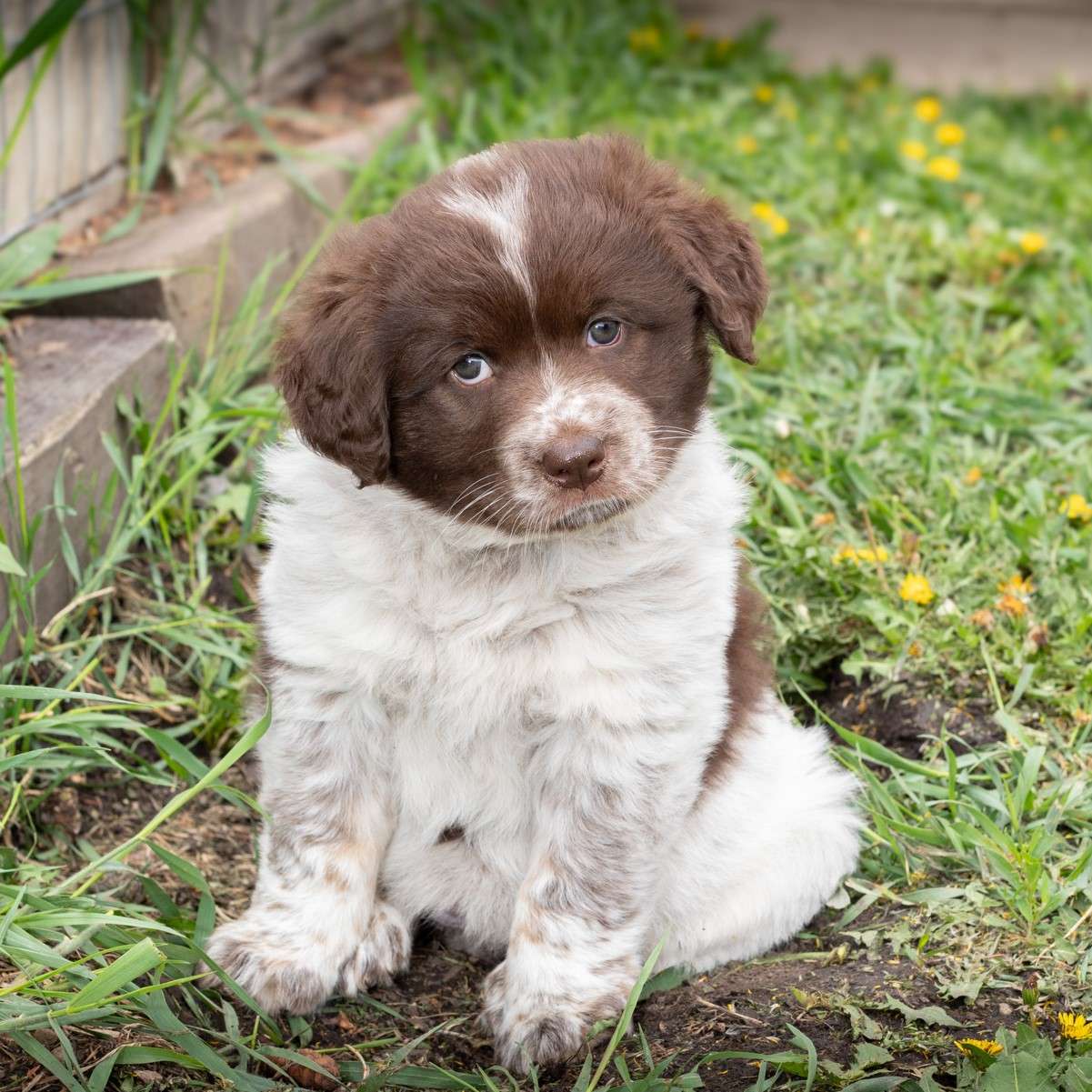 Sharon Skinnamarink - Mixed Breed available for adoption at Zoe's Animal Rescue in Calgary