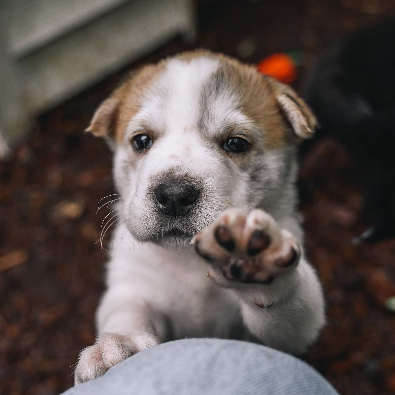Asahi Gussy - Mixed Breed available for adoption at Zoe's Animal Rescue in Calgary